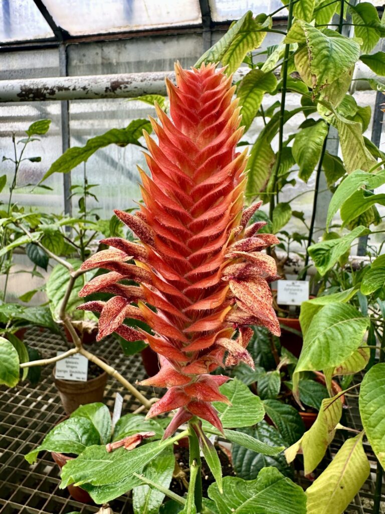 Pflanzenrausch im Botanischen Garten Mainz 🌿