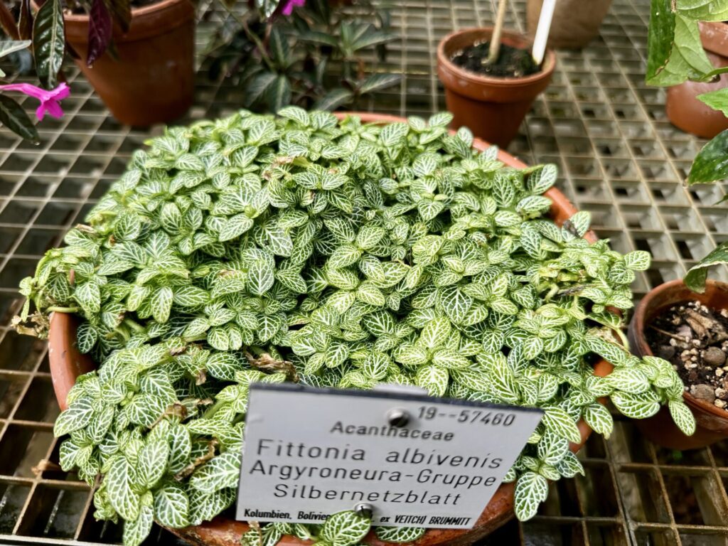 Pflanzenrausch im Botanischen Garten Mainz 🌿