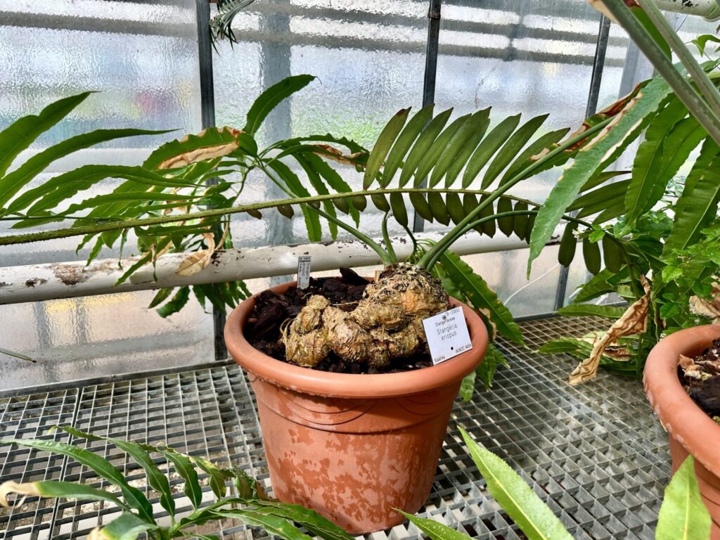 Pflanzenrausch im Botanischen Garten Mainz 🌿