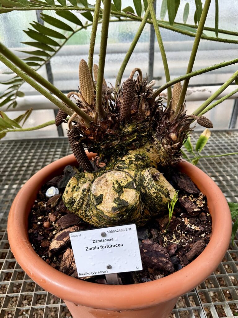 Pflanzenrausch im Botanischen Garten Mainz 🌿