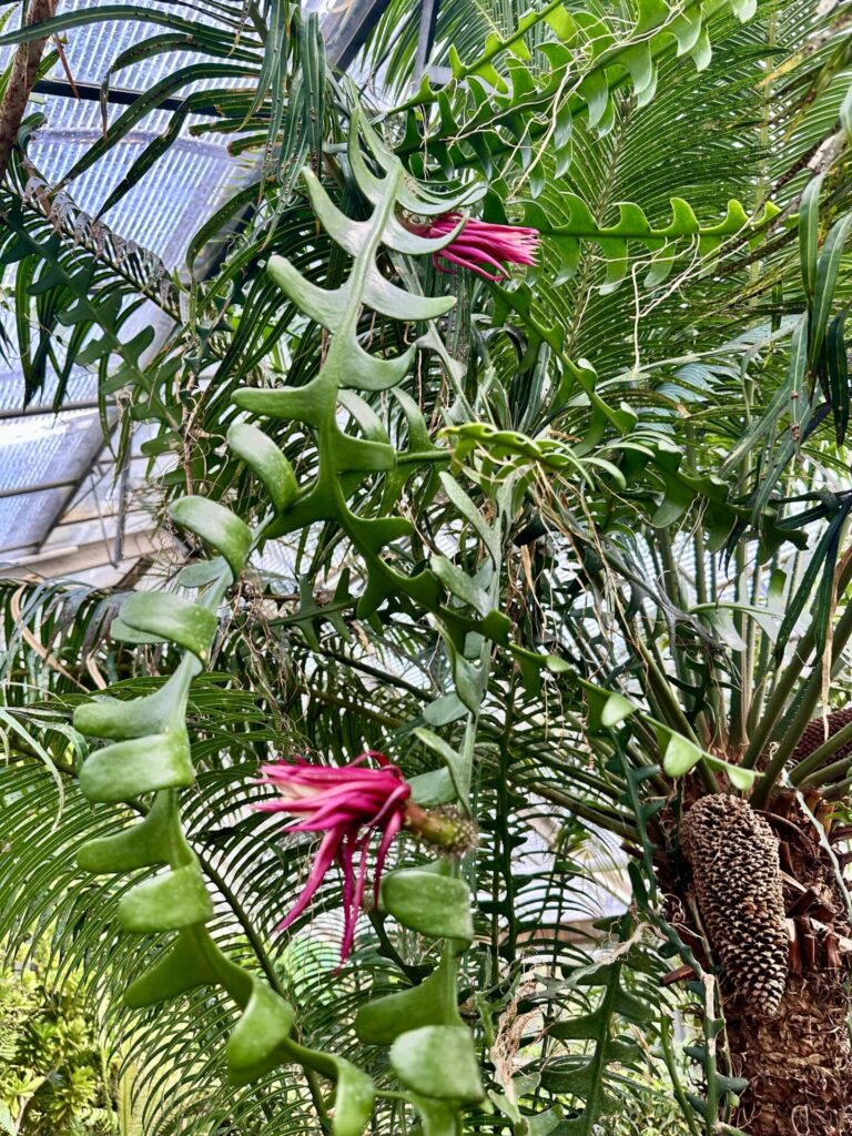 Pflanzenrausch im Botanischen Garten Mainz 🌿