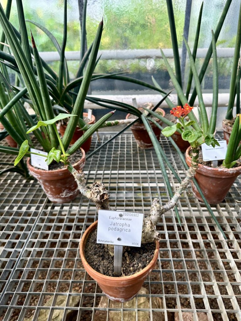 Pflanzenrausch im Botanischen Garten Mainz 🌿