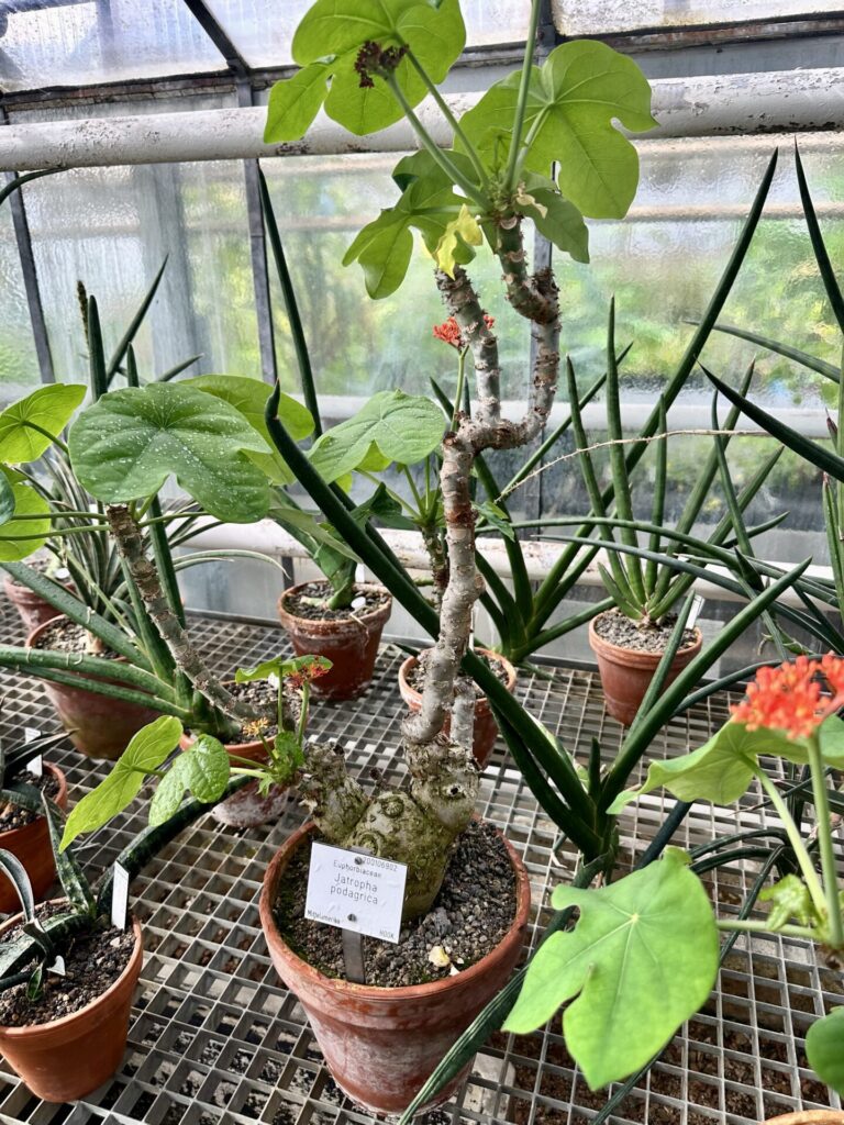 Pflanzenrausch im Botanischen Garten Mainz 🌿