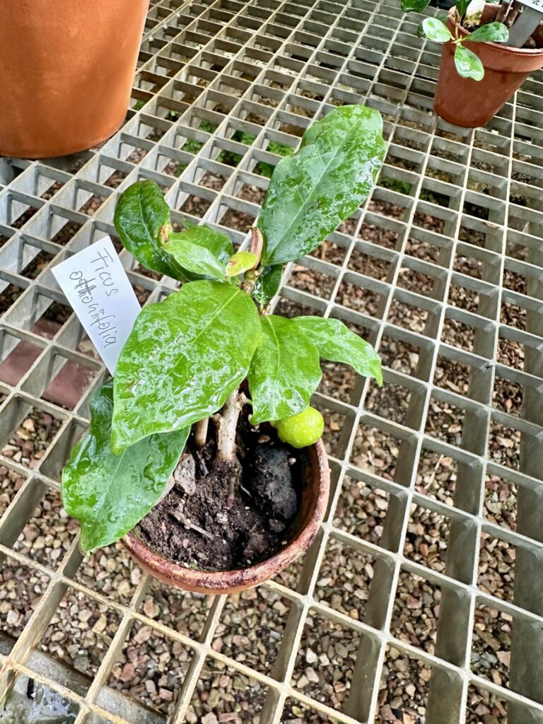 Pflanzenrausch im Botanischen Garten Mainz 🌿
