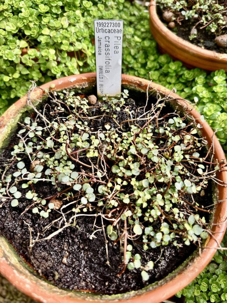 Pflanzenrausch im Botanischen Garten Mainz 🌿