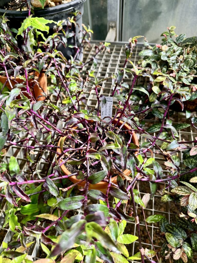 Pflanzenrausch im Botanischen Garten Mainz 🌿
