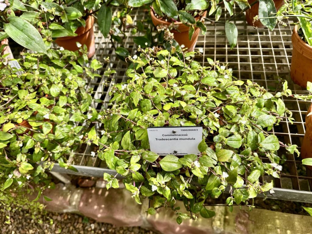 Pflanzenrausch im Botanischen Garten Mainz 🌿
