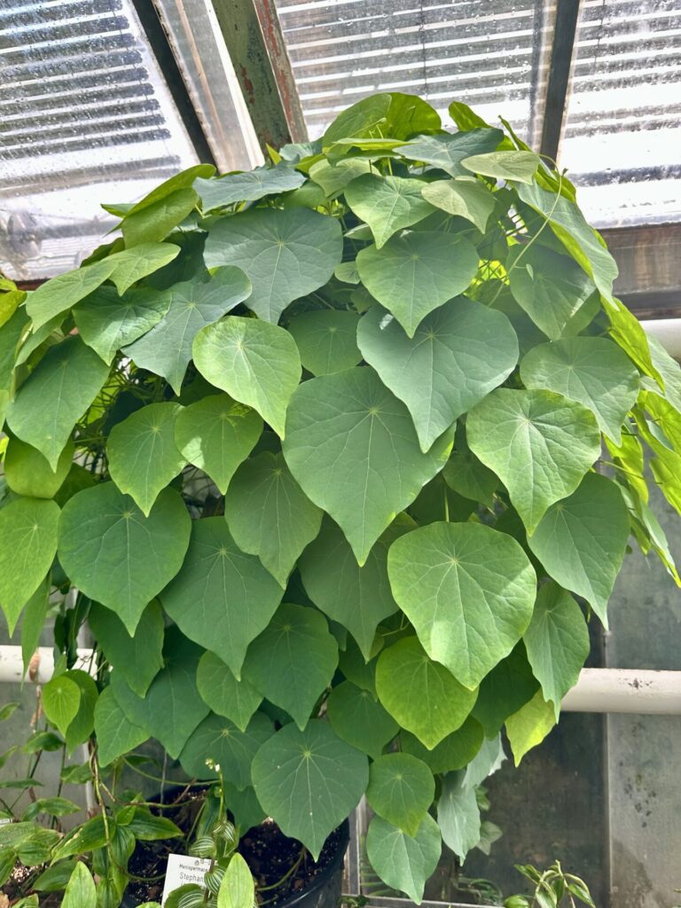 Pflanzenrausch im Botanischen Garten Mainz 🌿