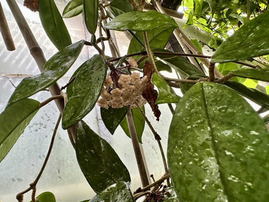 Pflanzenrausch im Botanischen Garten Mainz 🌿