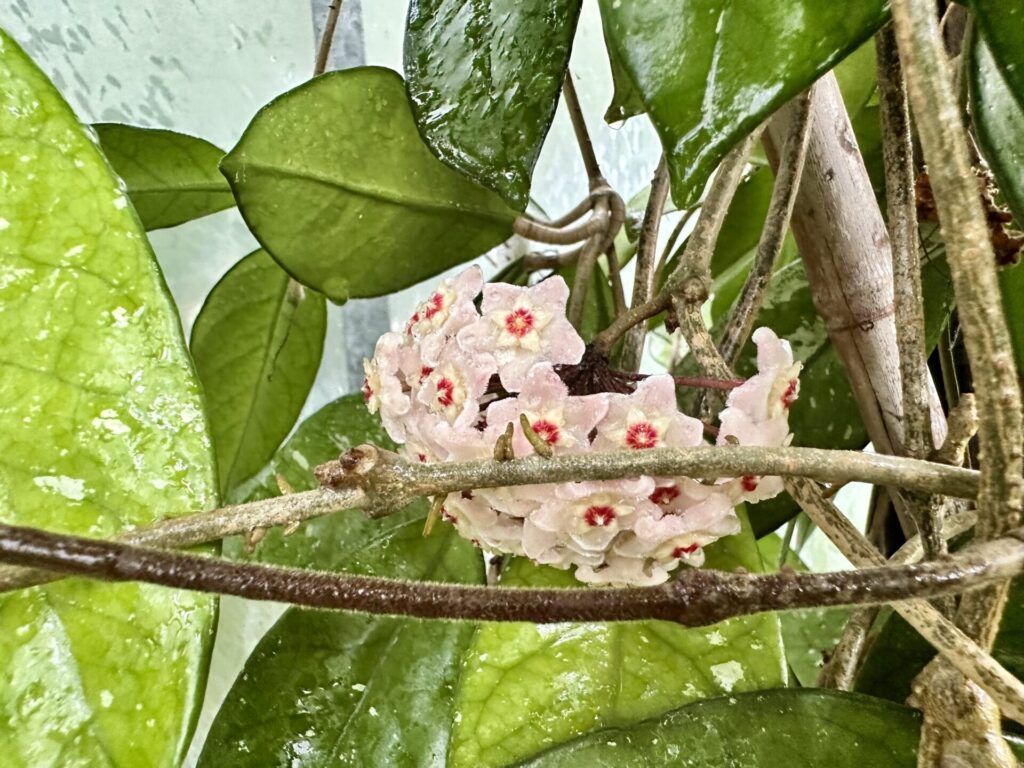 Pflanzenrausch im Botanischen Garten Mainz 🌿