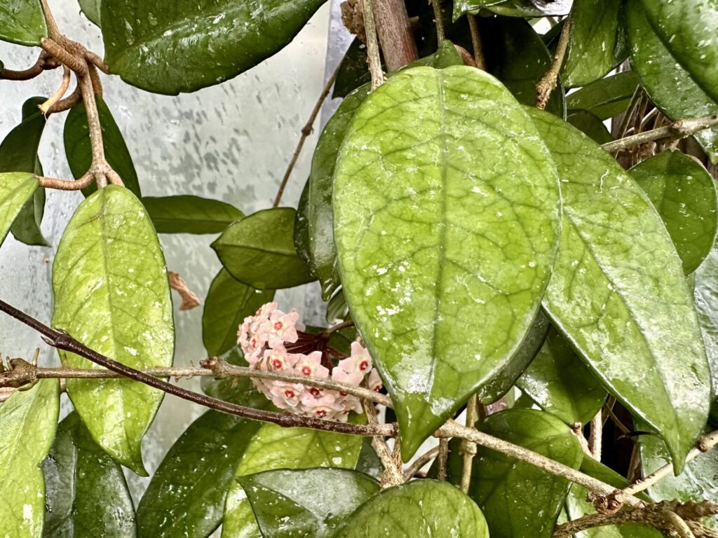Pflanzenrausch im Botanischen Garten Mainz 🌿