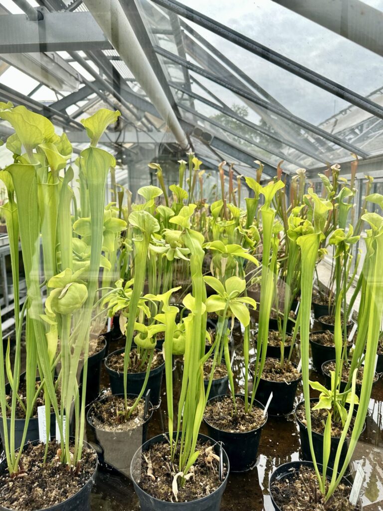 Pflanzenrausch im Botanischen Garten Mainz 🌿