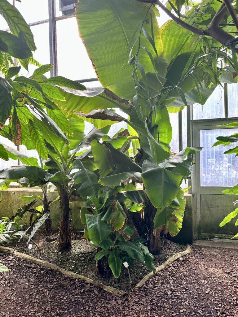 Pflanzenrausch im Botanischen Garten Mainz 🌿