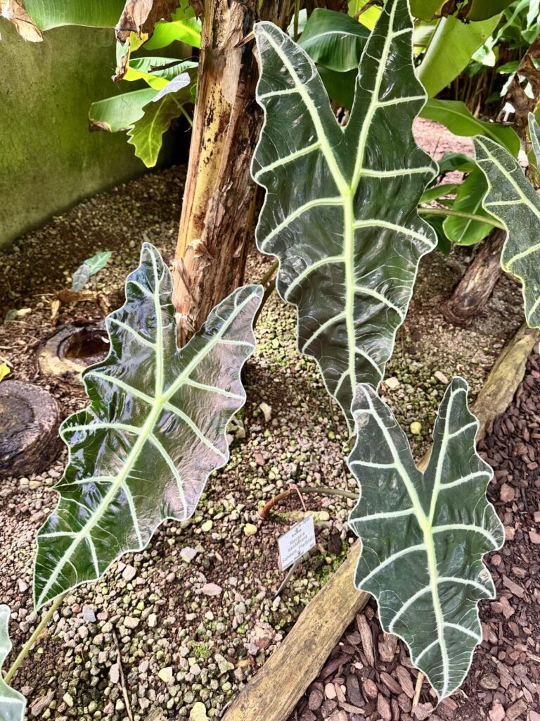 Pflanzenrausch im Botanischen Garten Mainz 🌿