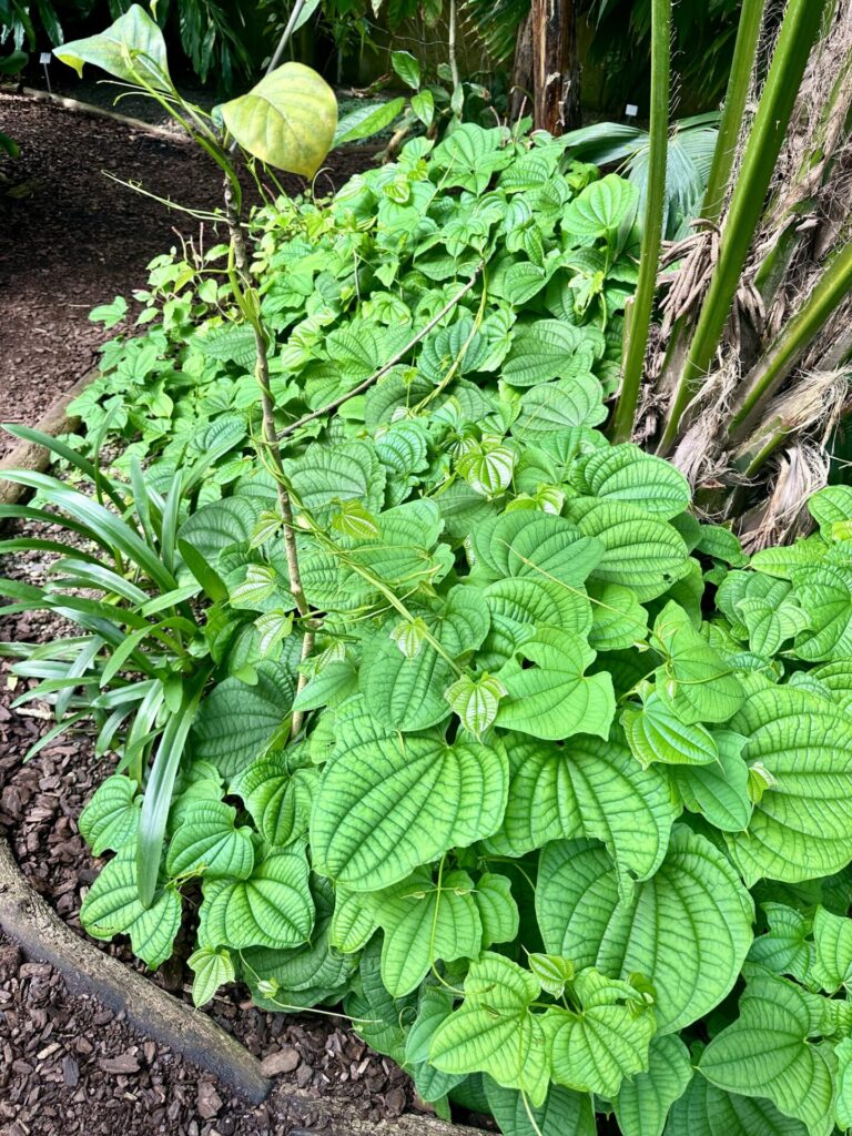 Pflanzenrausch im Botanischen Garten Mainz 🌿
