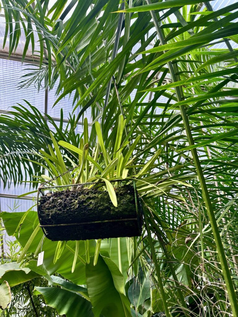 Pflanzenrausch im Botanischen Garten Mainz 🌿