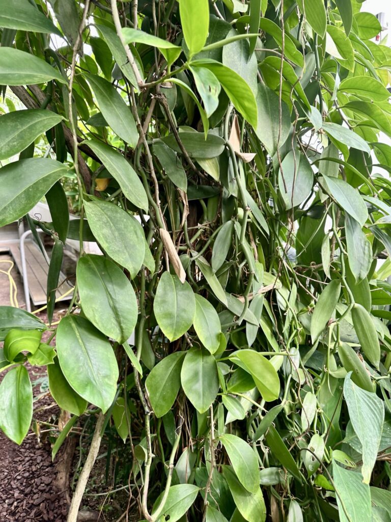 Pflanzenrausch im Botanischen Garten Mainz 🌿