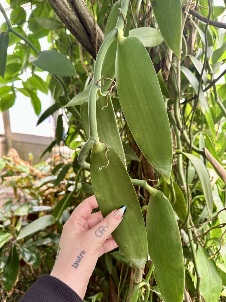 Pflanzenrausch im Botanischen Garten Mainz 🌿