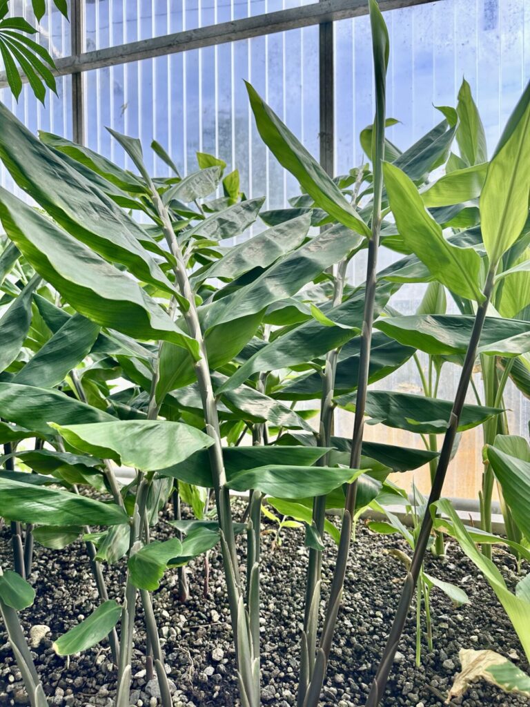 Pflanzenrausch im Botanischen Garten Mainz 🌿