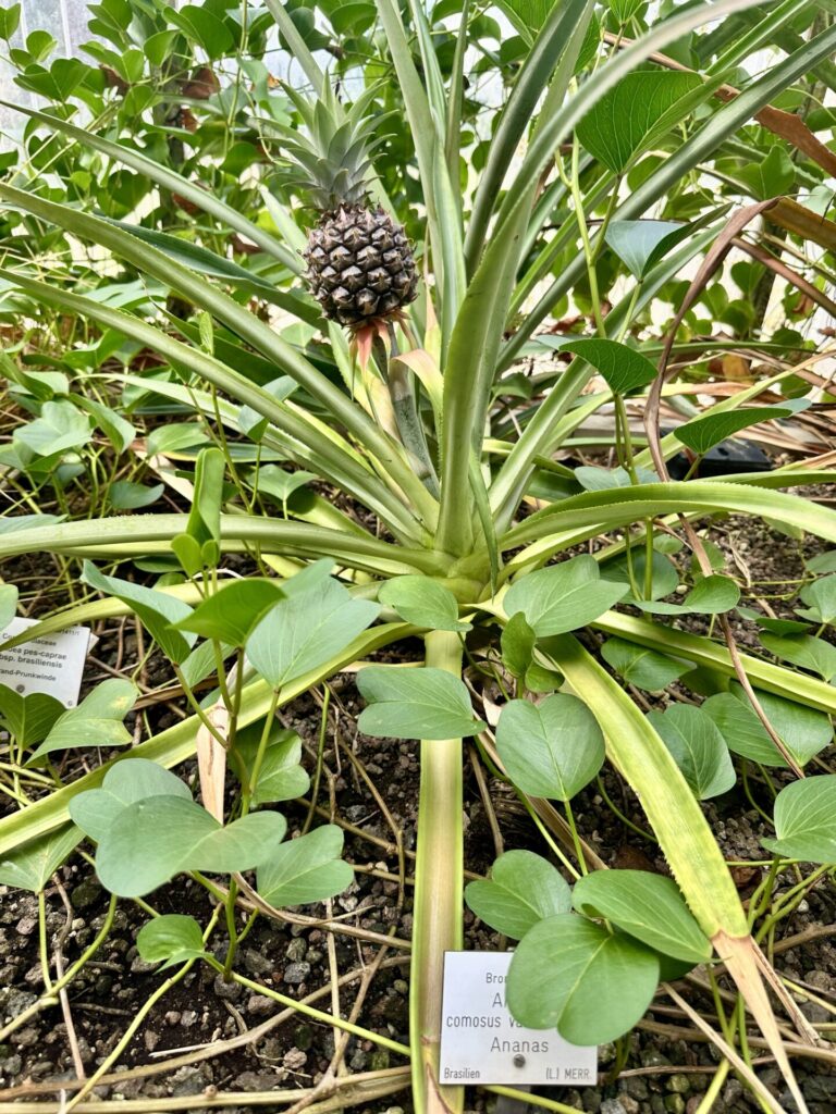 Pflanzenrausch im Botanischen Garten Mainz 🌿
