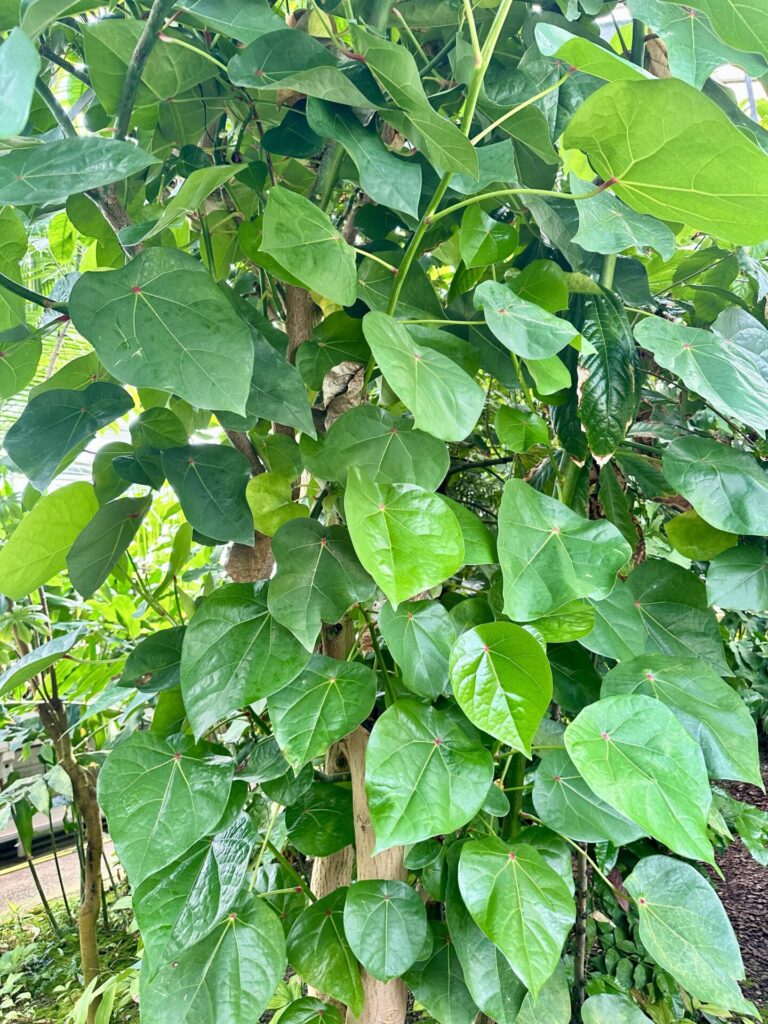 Pflanzenrausch im Botanischen Garten Mainz 🌿