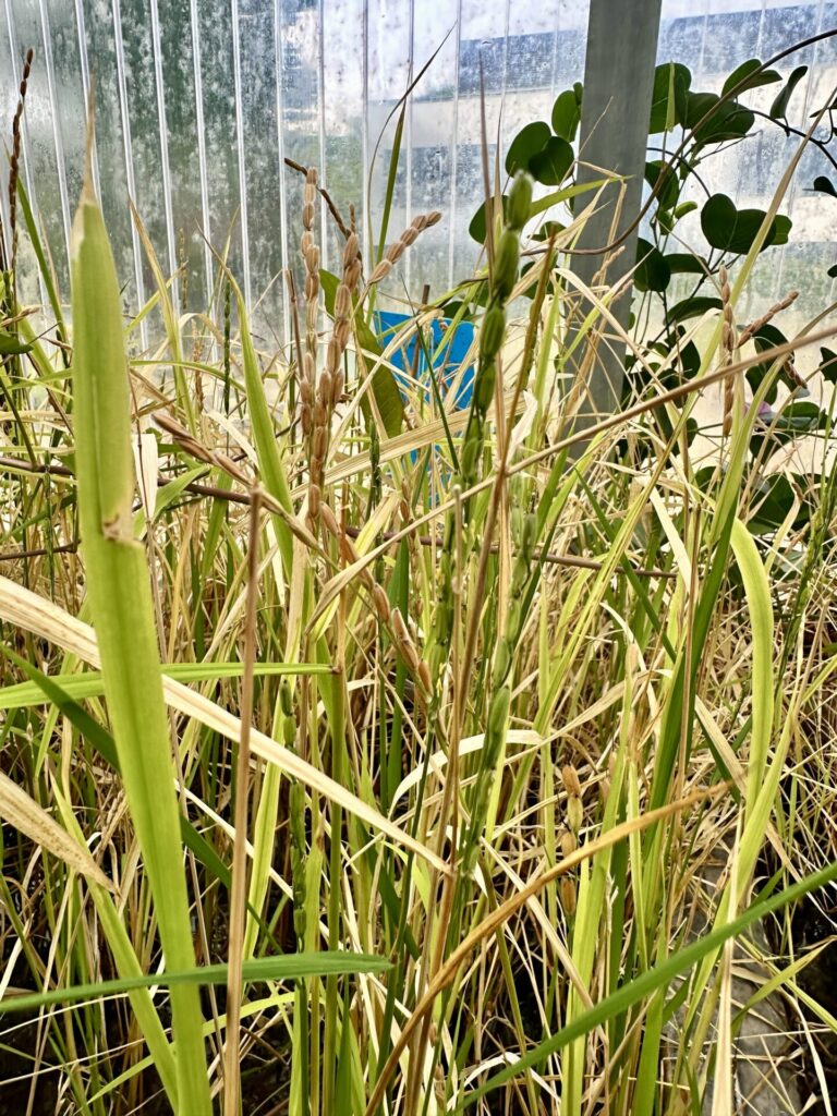 Pflanzenrausch im Botanischen Garten Mainz 🌿