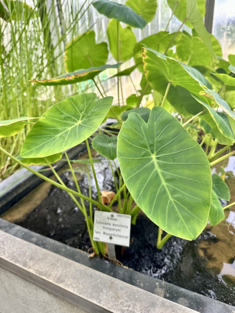 Pflanzenrausch im Botanischen Garten Mainz 🌿