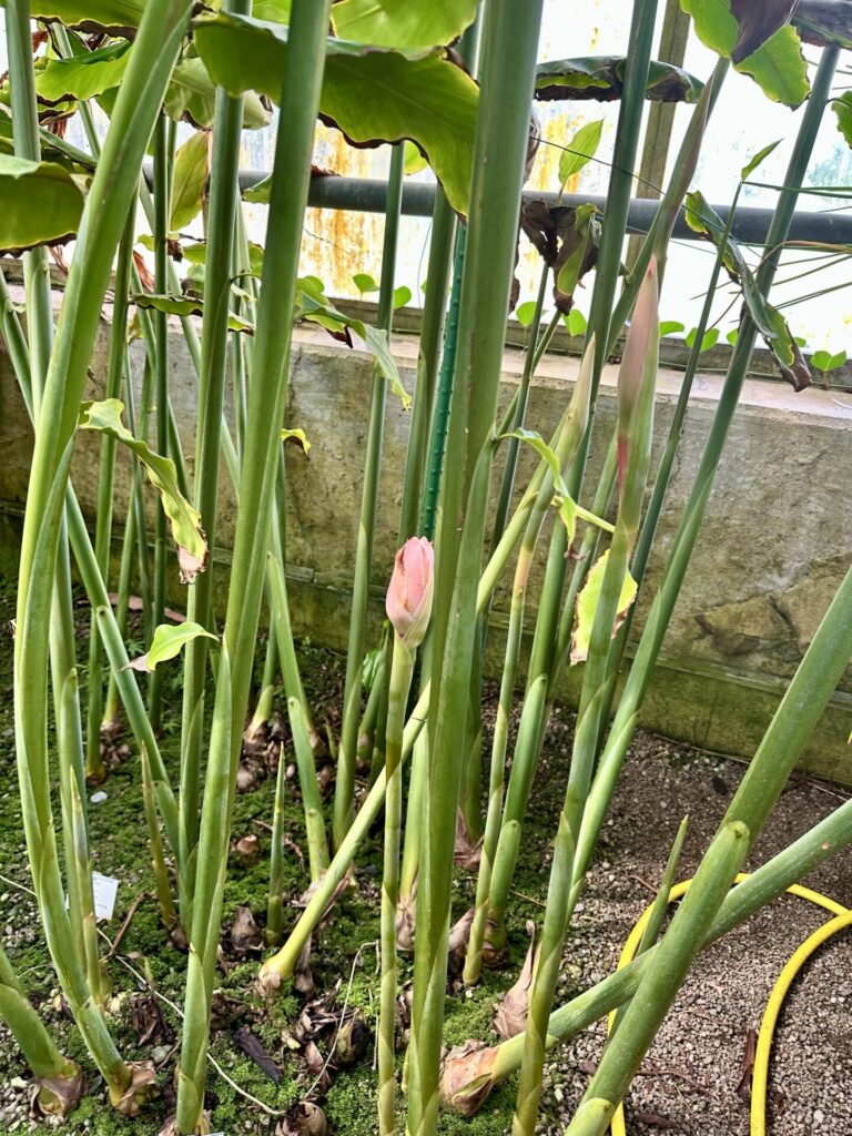 Pflanzenrausch im Botanischen Garten Mainz 🌿