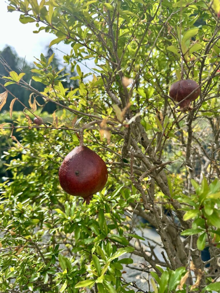 Pflanzenrausch im Botanischen Garten Mainz 🌿