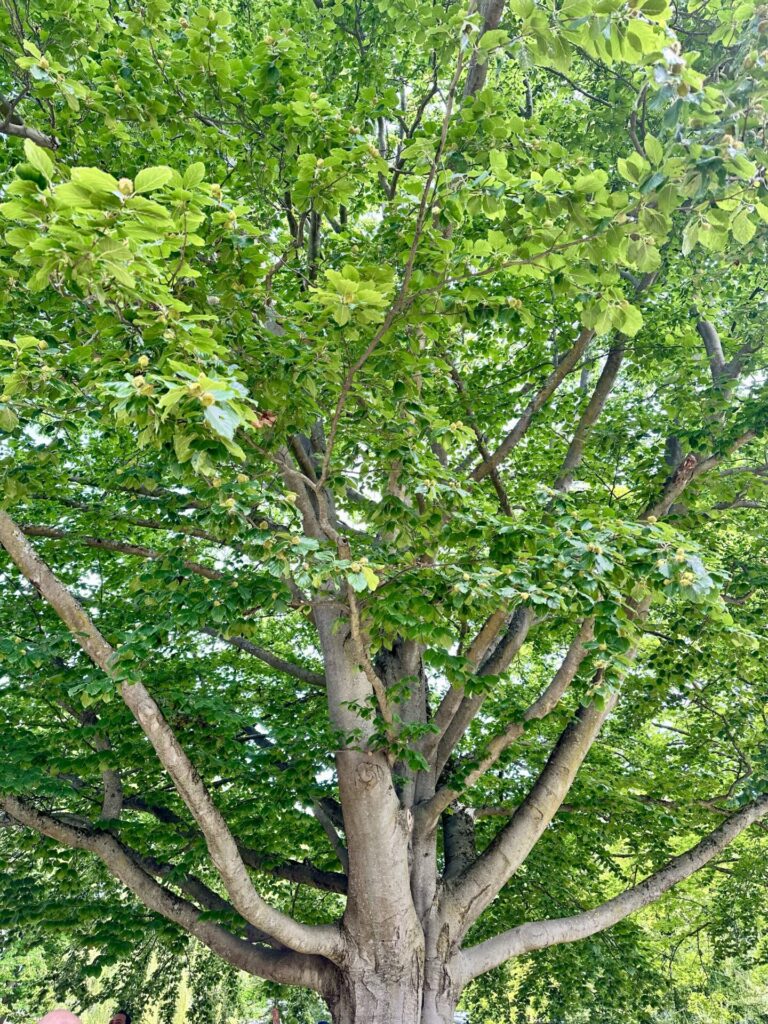 Pflanzenrausch im Botanischen Garten Mainz 🌿