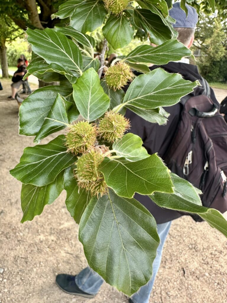 Pflanzenrausch im Botanischen Garten Mainz 🌿