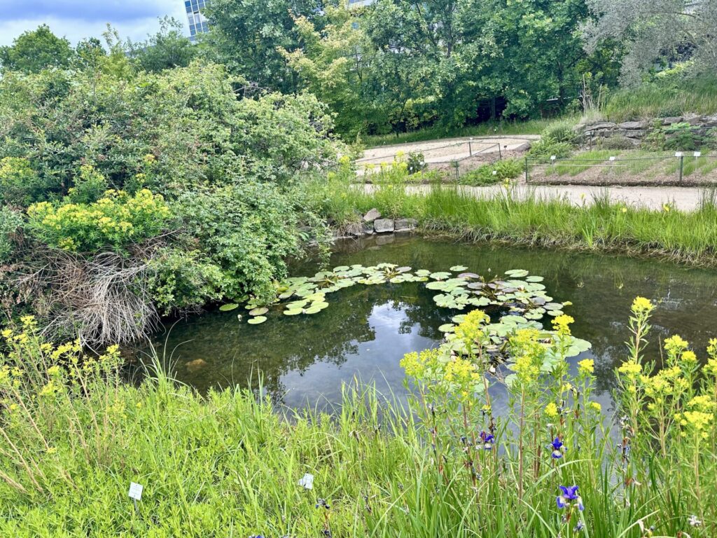 Pflanzenrausch im Botanischen Garten Mainz 🌿