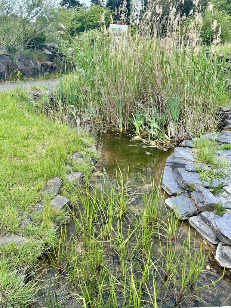 Pflanzenrausch im Botanischen Garten Mainz 🌿