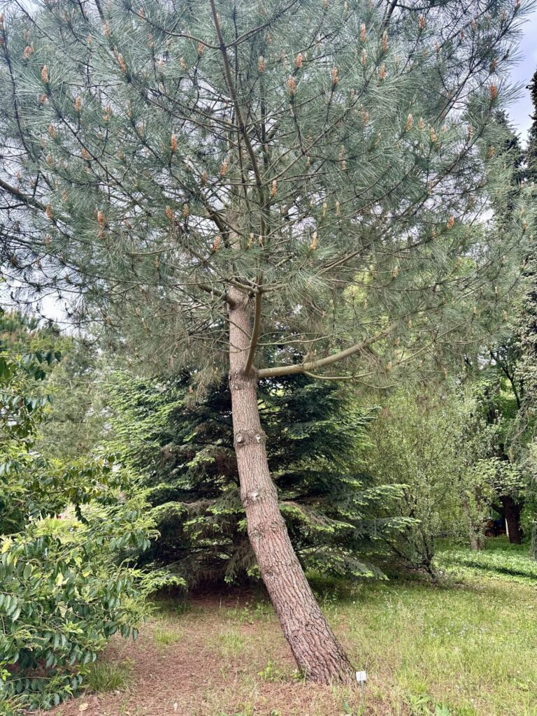 Pflanzenrausch im Botanischen Garten Mainz 🌿
