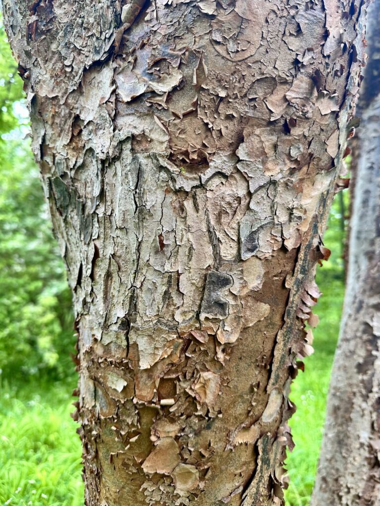 Pflanzenrausch im Botanischen Garten Mainz 🌿