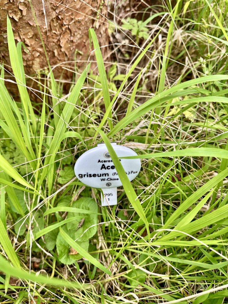 Pflanzenrausch im Botanischen Garten Mainz 🌿