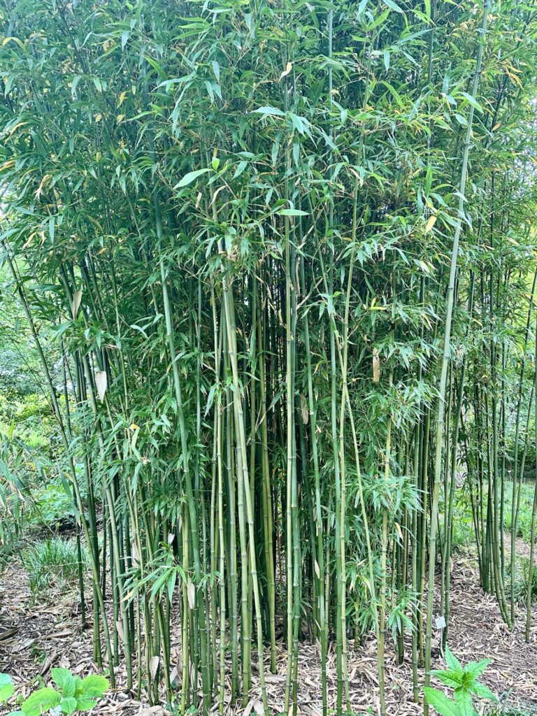 Pflanzenrausch im Botanischen Garten Mainz 🌿