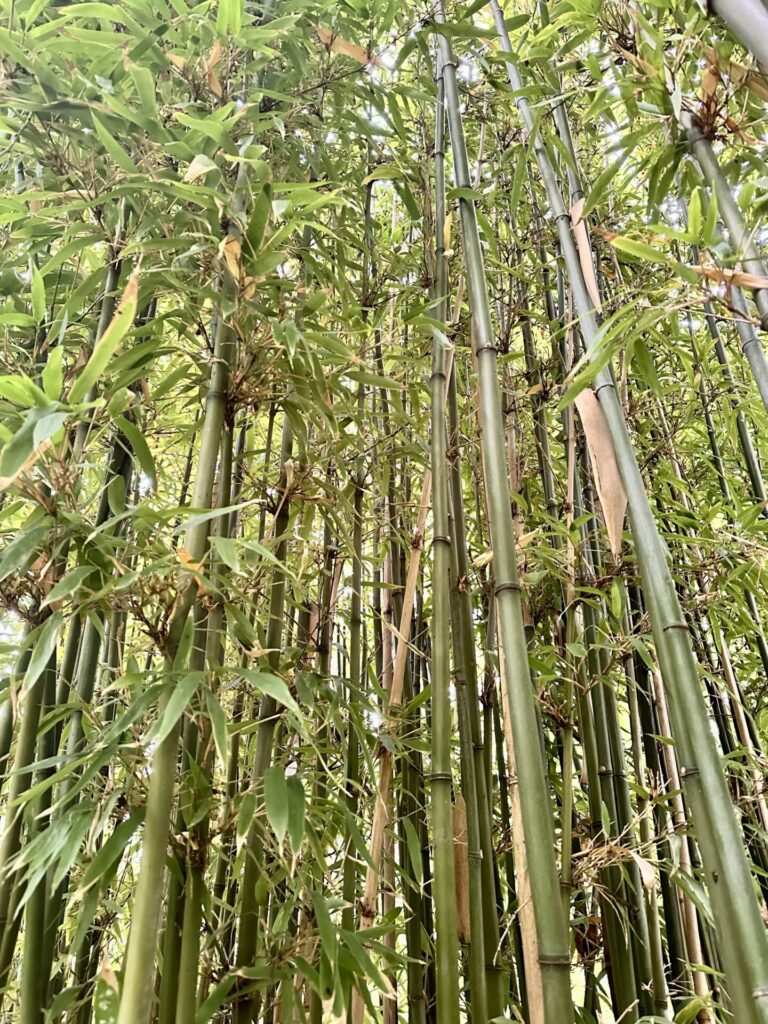 Pflanzenrausch im Botanischen Garten Mainz 🌿