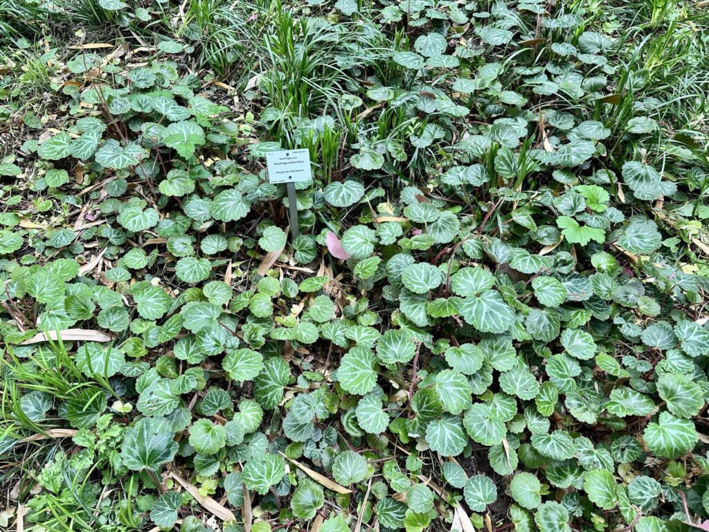 Pflanzenrausch im Botanischen Garten Mainz 🌿