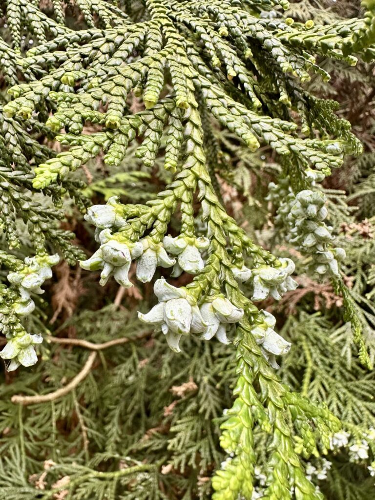 Pflanzenrausch im Botanischen Garten Mainz 🌿