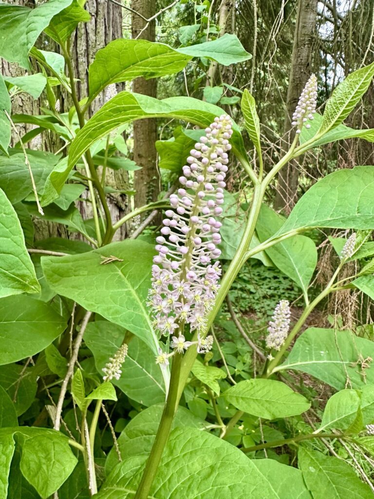 Pflanzenrausch im Botanischen Garten Mainz 🌿