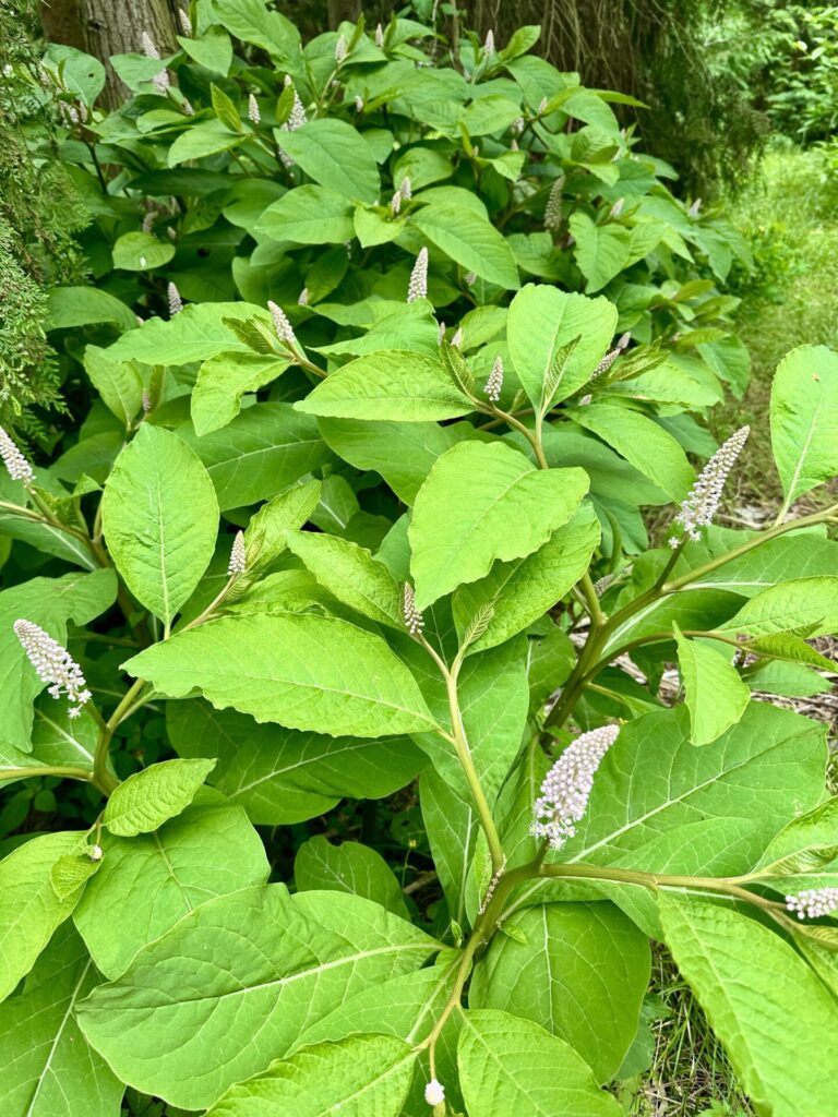 Pflanzenrausch im Botanischen Garten Mainz 🌿