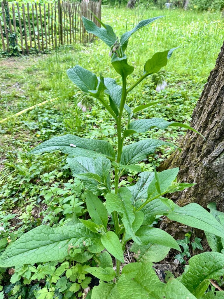 Pflanzenrausch im Botanischen Garten Mainz 🌿
