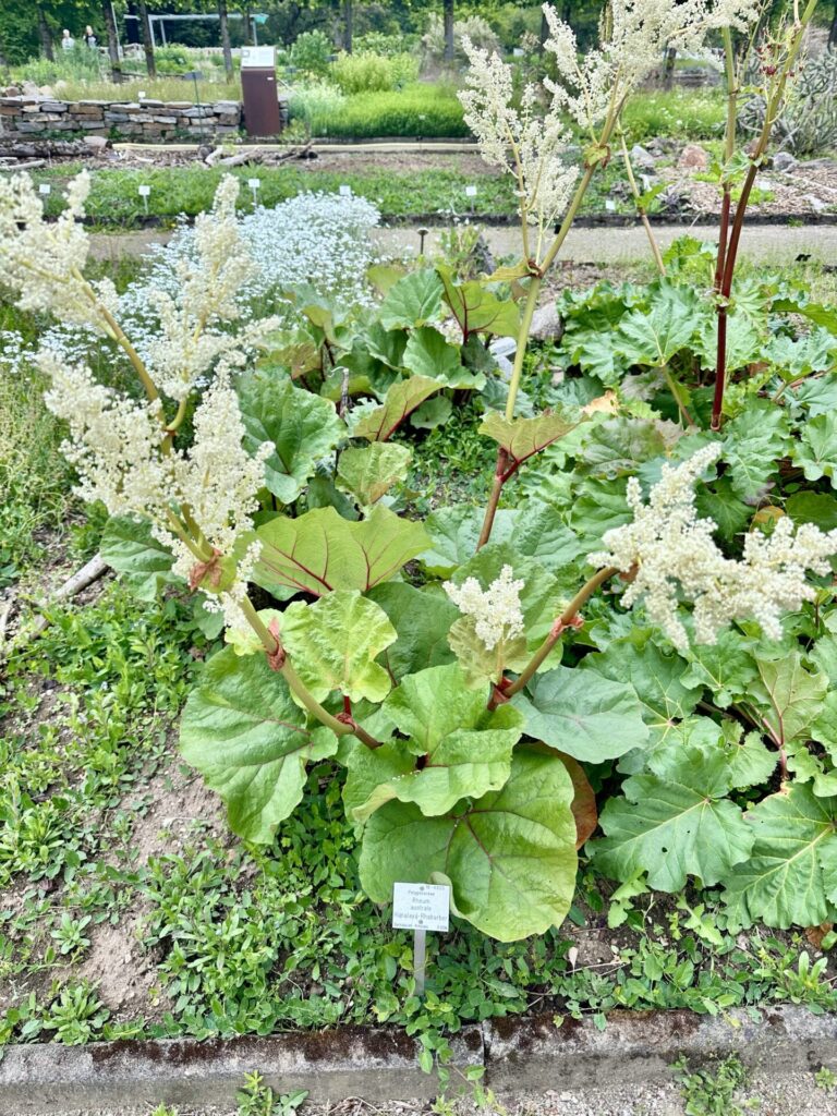 Pflanzenrausch im Botanischen Garten Mainz 🌿