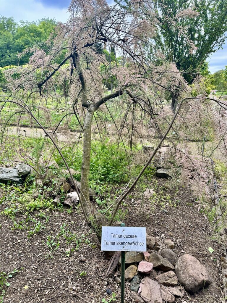 Pflanzenrausch im Botanischen Garten Mainz 🌿