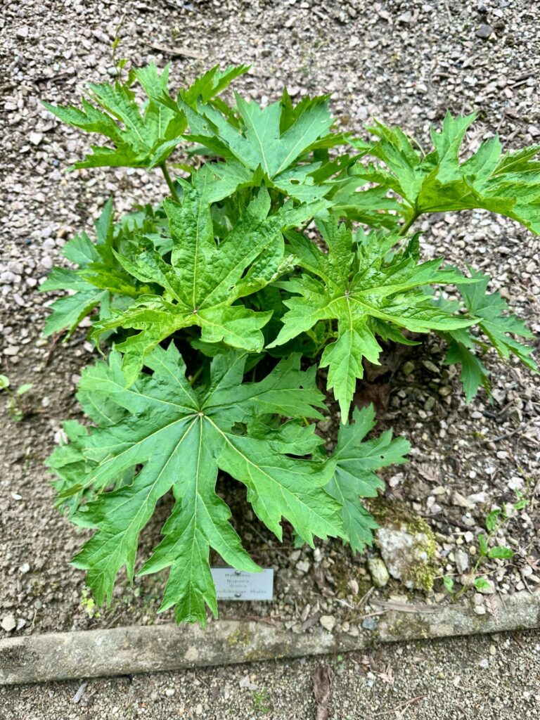 Pflanzenrausch im Botanischen Garten Mainz 🌿