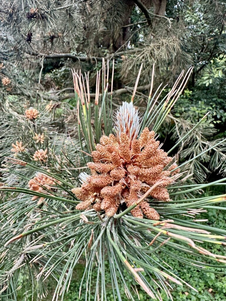 Pflanzenrausch im Botanischen Garten Mainz 🌿