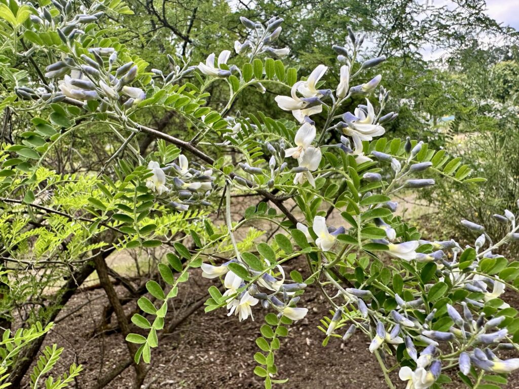 Pflanzenrausch im Botanischen Garten Mainz 🌿