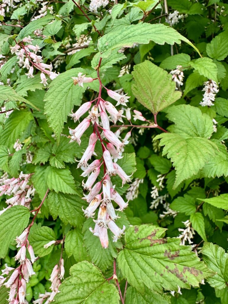 Pflanzenrausch im Botanischen Garten Mainz 🌿