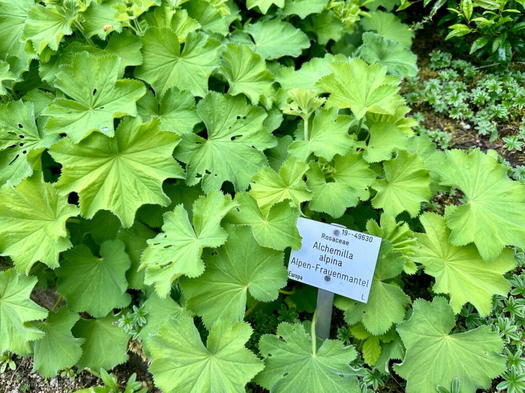 Pflanzenrausch im Botanischen Garten Mainz 🌿